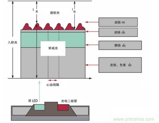 可以用發(fā)光二極管 （LED） 來照亮皮膚，然后測量反射到一個光電二極管的光量來監(jiān)測每個心動周期