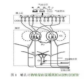 仿生傳感器的定義、原理、分類及應(yīng)用